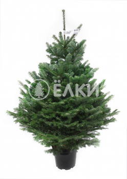 Датская елка в кадке 0,75 - 1,0 м
